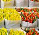 В канун 8 Марта в Туле откроют цветочные базары