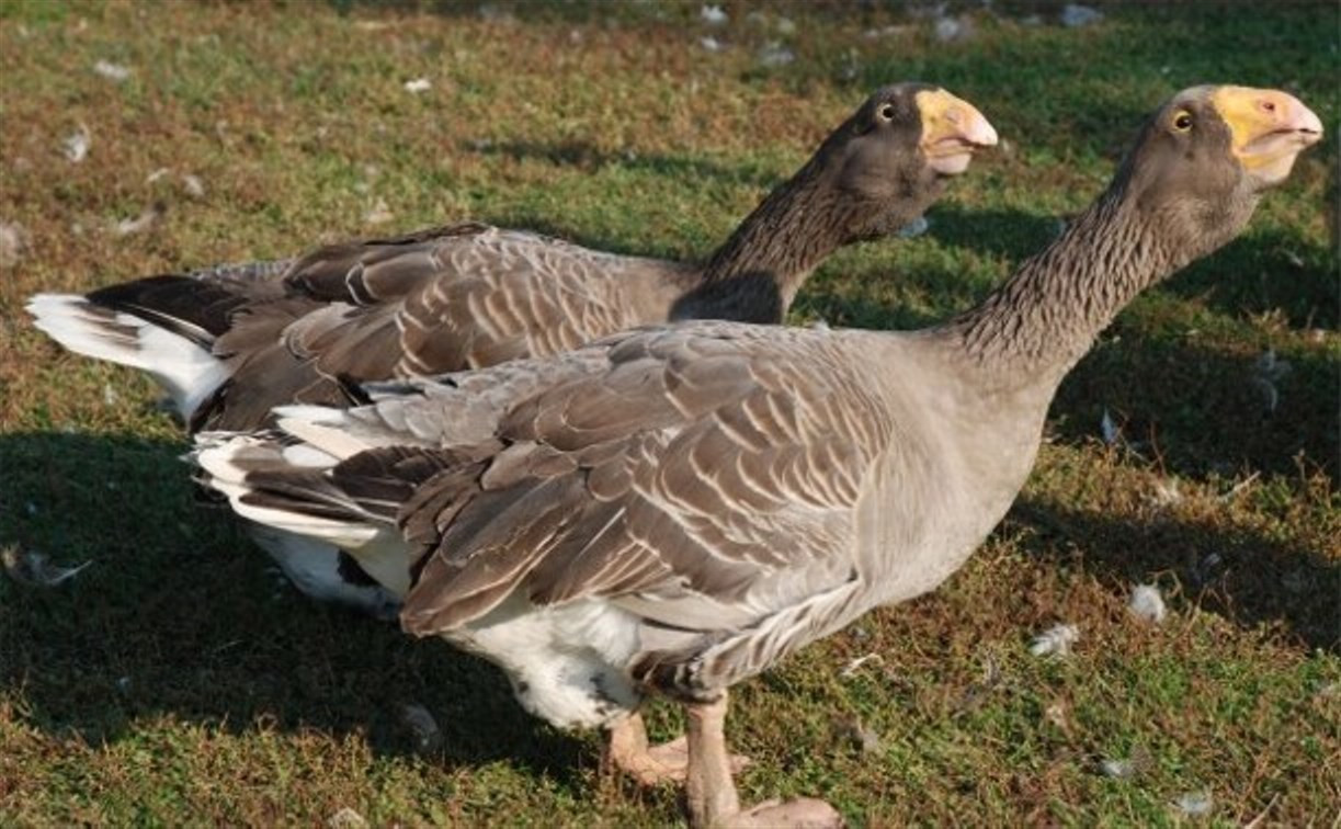 На новогодних праздниках в Туле пройдёт межрегиональная выставка птиц