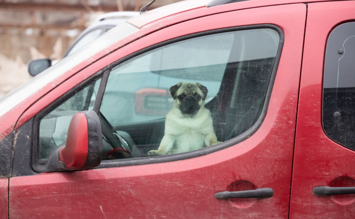 Тулячка не смогла доказать в суде, что её автомобиль дважды подвергался атакам соседских собак