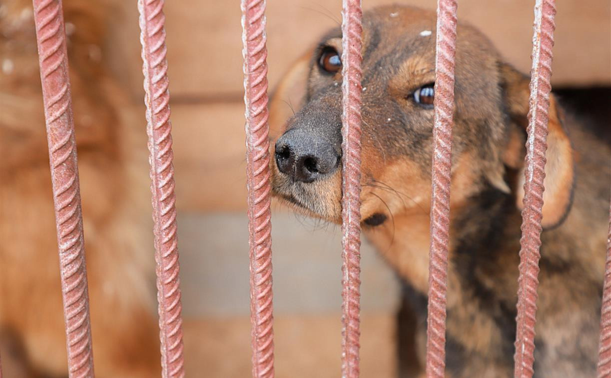 Бездомные собаки в Туле: сколько денег потрачено, как содержат и куда звонить, чтобы приехал отлов