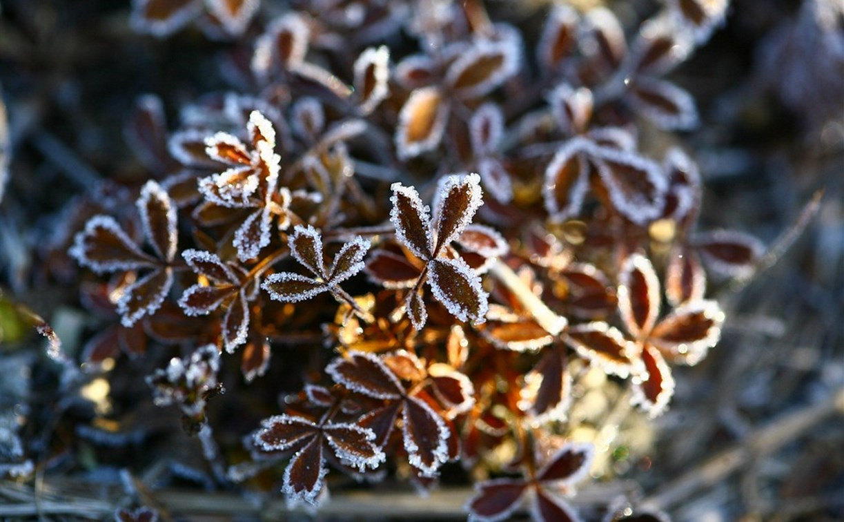 В Тульской области ожидаются заморозки до -3°С