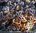 В Тульской области ожидаются заморозки до -3°С