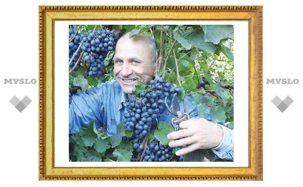 «Черный жемчуг» – виноградная драгоценность