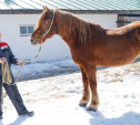 Кукла и Утеха:  в конюшне музея-усадьбы «Ясная Поляна» поселились две новые лошади