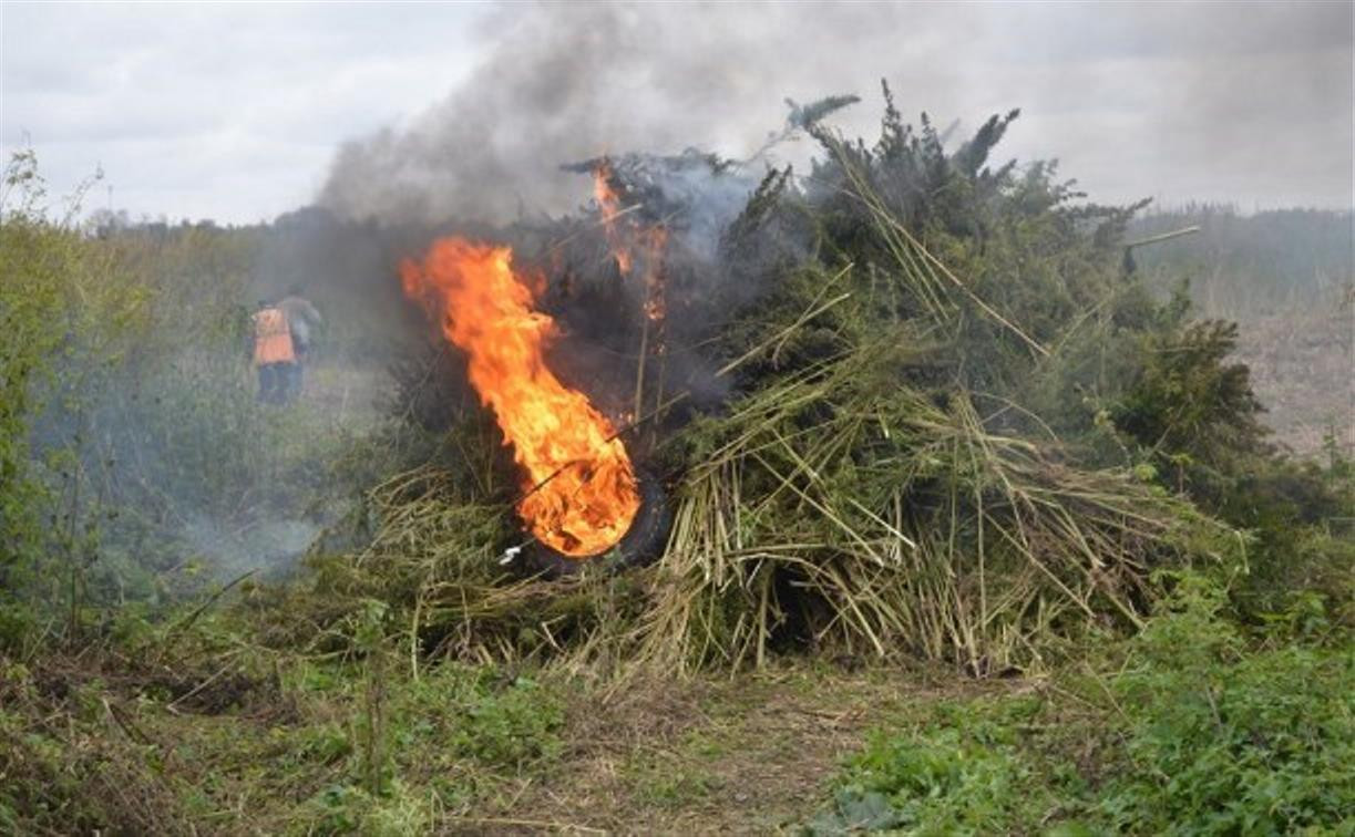 Полицейский рейд в Тульской области: полиция уничтожает посевы конопли и мака 