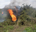 Полицейский рейд в Тульской области: полиция уничтожает посевы конопли и мака 