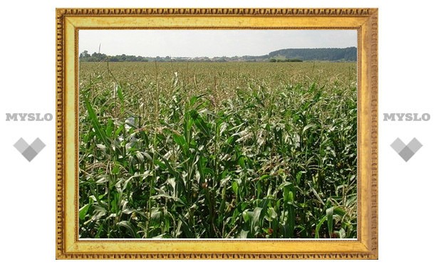 В Тульской области в 25 раз увеличен посев кукурузы