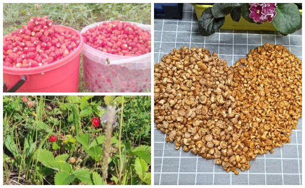 «Земляникой лес не обидел»: туляки делятся в соцсетях кадрами первого летнего урожая 
