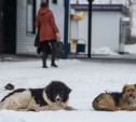 Прокуратура нашла нарушения в венёвском приюте для бездомных собак