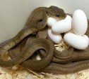 Через 4 месяца в Тульском экзотариуме появятся редкие змеята 