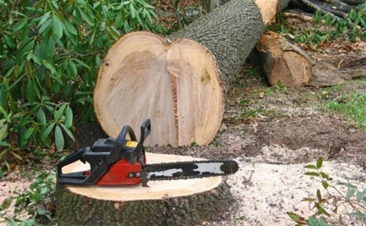 В Суворовском районе мужчину убило спиленным деревом