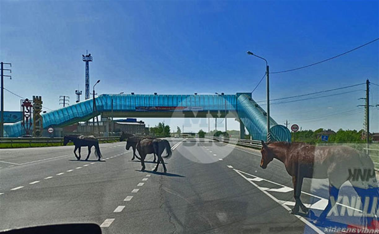Не нашли «зебру»: в Щекинском районе лошади перекрыли трассу М-2