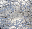 Погода в Туле 27 января: скользко, небольшие осадки и порывистый ветер