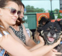 В Туле пройдет благотворительный фестиваль помощи животным: полная афиша