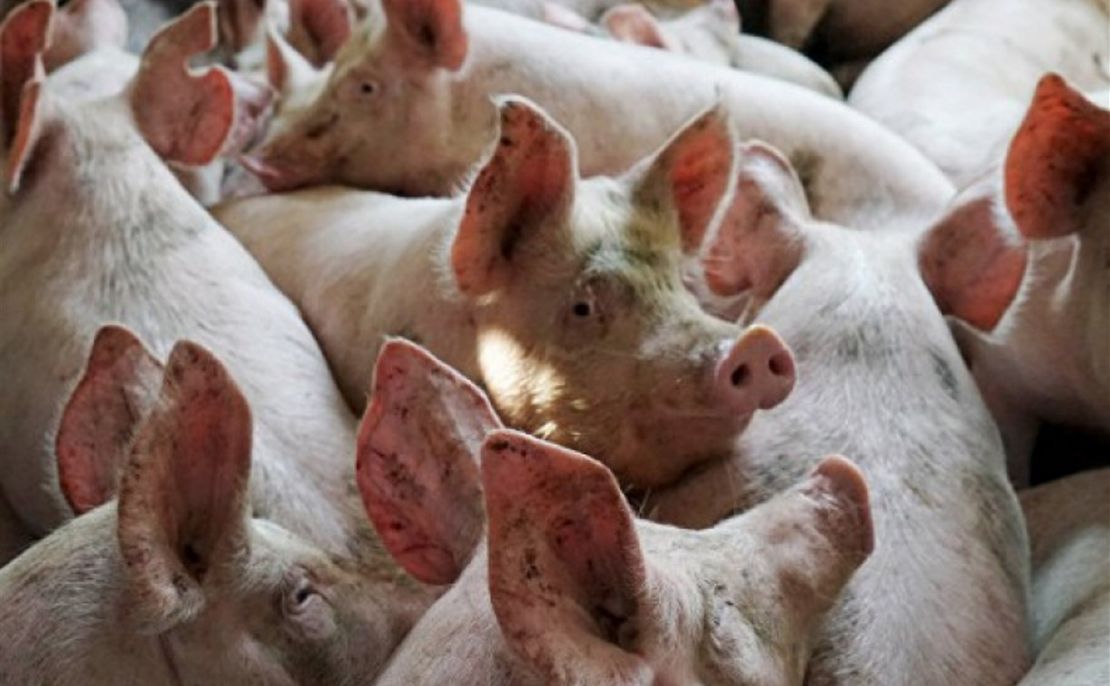 В Ясногорском районе сотрудники МЧС ликвидировали чумных свиней