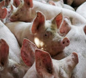 В Ясногорском районе сотрудники МЧС ликвидировали чумных свиней
