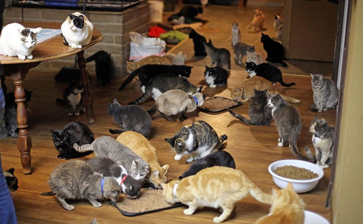 Депутаты Госдумы предложили установить норматив по содержанию кошек в квартирах
