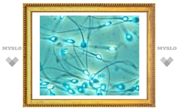 Сперму будут получать из костного мозга