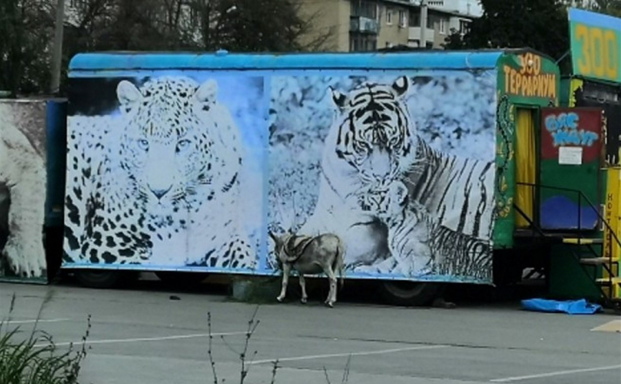 Прокуратура Новомосковска нашла нарушения в передвижном зоопарке