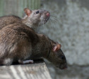 На улице Кутузова в Туле крысы заполонили подъезд жилого дома