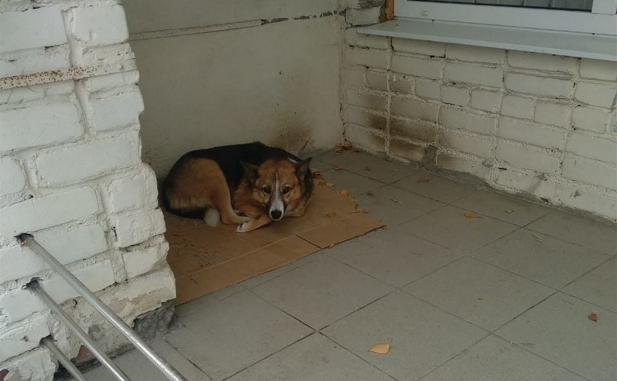 Хатико по-тульски: пес несколько дней ждет умершего хозяина возле больницы