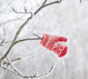 Погода в Туле 6 декабря: небольшой снег и до 11 градусов мороза