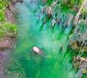 Почему Щегловский ручей в Туле стал кислотно-зеленым, выяснит минприроды