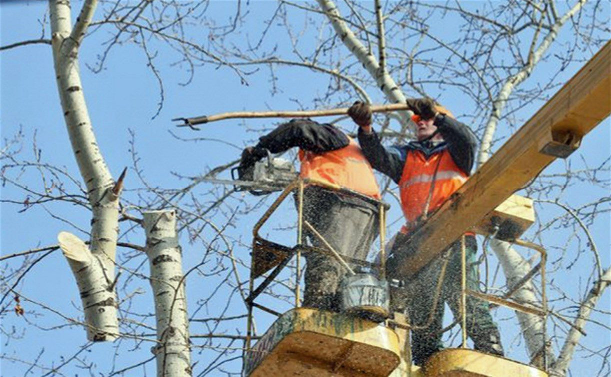В Пролетарском округе Тулы планируют спилить аварийные деревья на 6 млн рублей