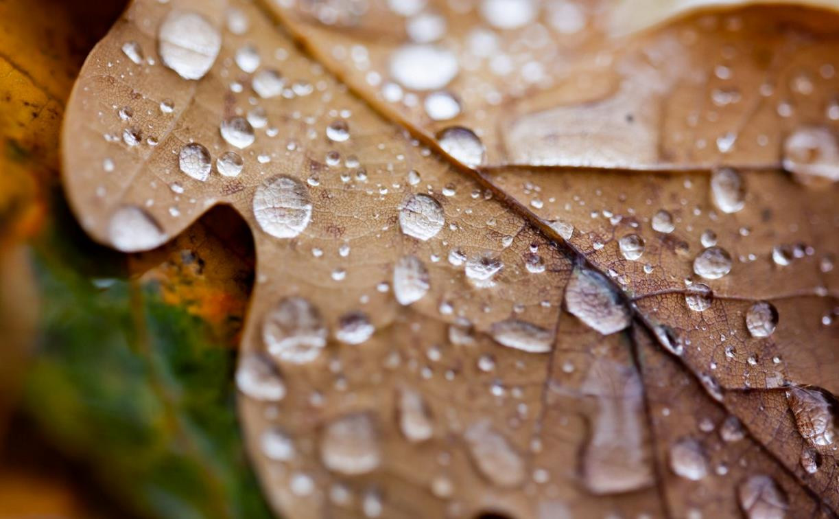 Погода в Туле 1 октября: дожди, грозы и до +19