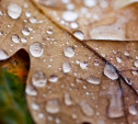 Погода в Туле 1 октября: дожди, грозы и до +19