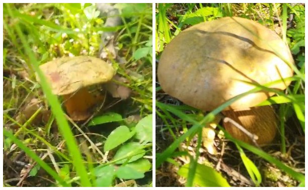 Нашествие грибов в Туле: боровикам стало тесно в лесах и они пришли в город  