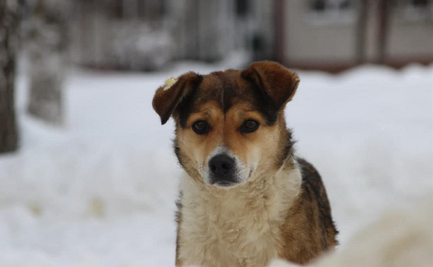 В Туле начался отлов бездомных собак: куда звонить?