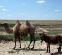 В мини-зоопарке Новомосковска поселятся верблюд и ослик