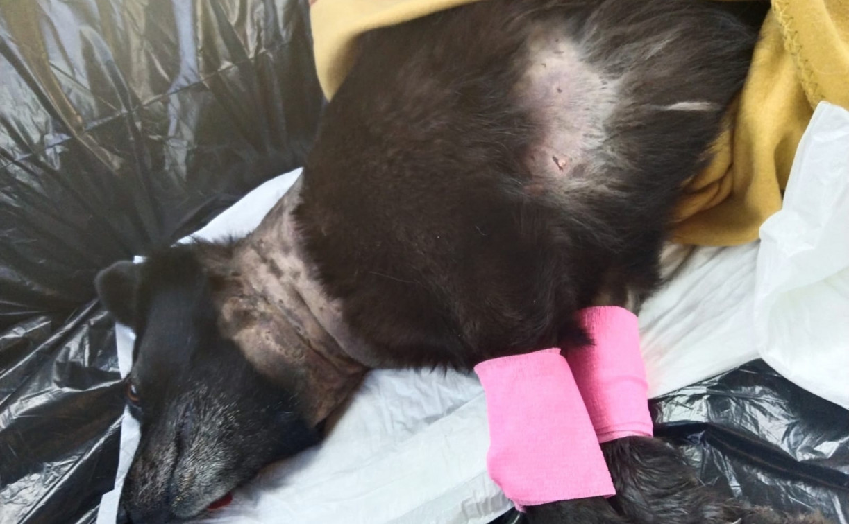 В Богородицке неизвестные жестоко убили собаку