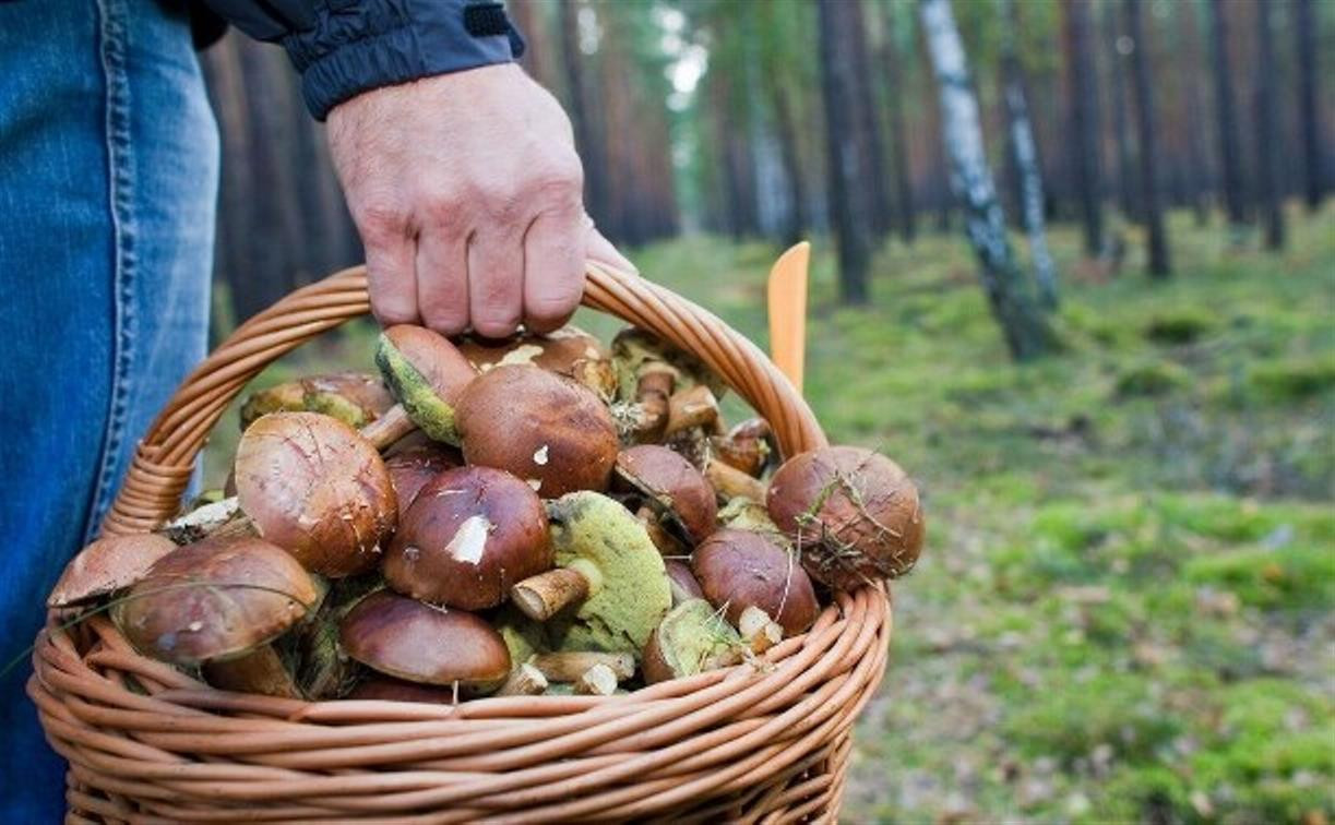 В Тульской области нашли заблудившегося грибника