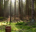 В Суворовском районе женщина ушла за грибами в лес и пропала