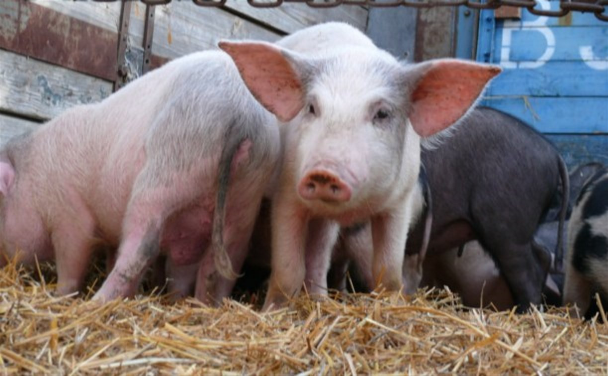 Белоруссия отказалась от импорта свинины из Тульской области