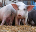 Белоруссия отказалась от импорта свинины из Тульской области