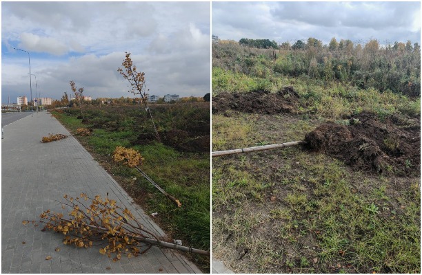 Туляки возмутились массовой вырубкой молодых деревьев в Петровском квартале 