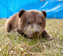 В Тульской области ищут дом для медведицы Маши