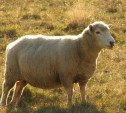 Житель Кимовского района украл заблудившуюся овцу