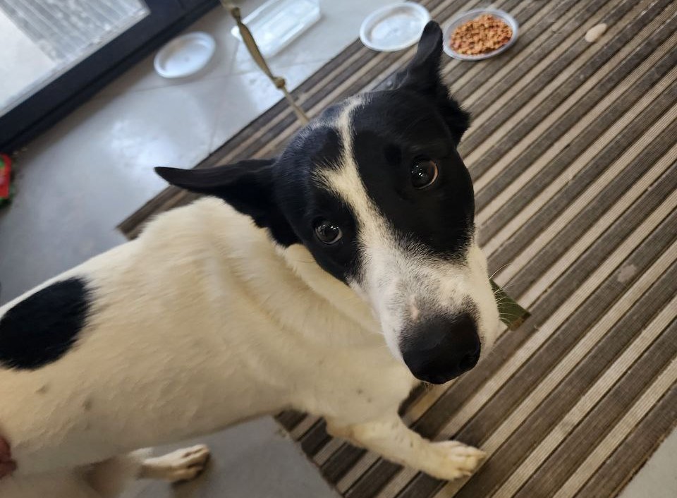 Туляк забыл собаку в супермаркете на ул. Пузакова