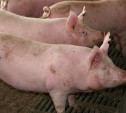В соседней с Тулой Рязанской областью обнаружена вспышка африканской чумы свиней