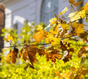 Буйство красок: золотая осень в Ясной Поляне. Фоторепортаж