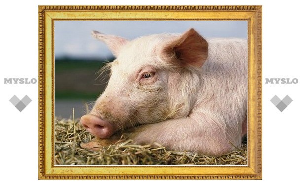 Подозрение на африканскую чуму свиней не подтверждено
