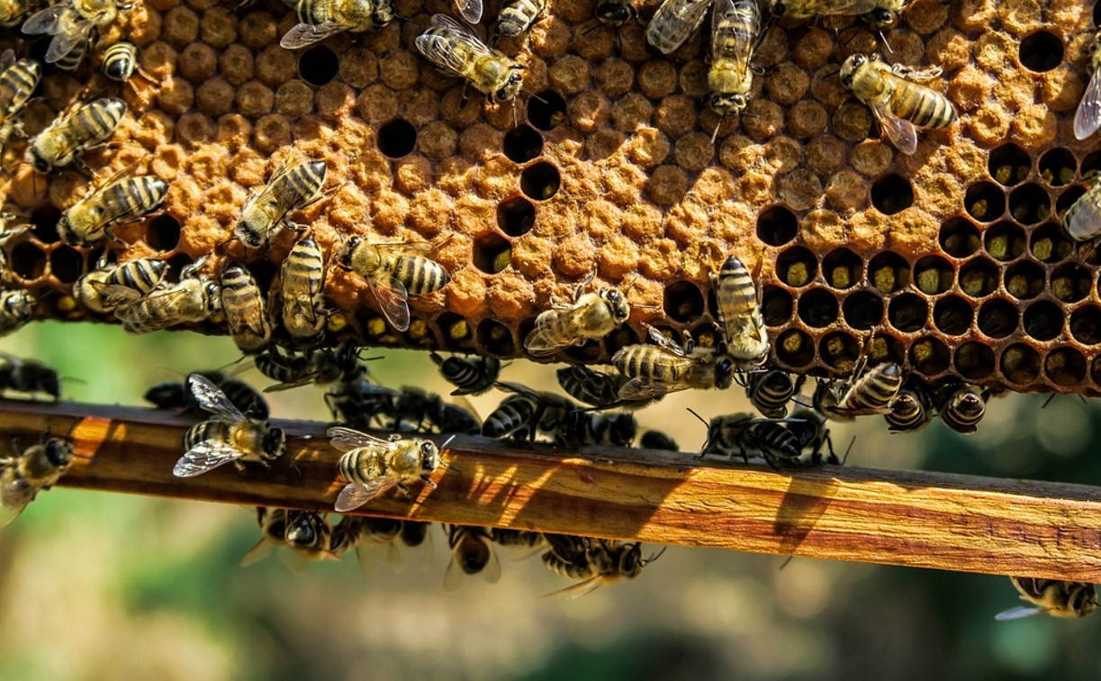 В Тульской области разработали законопроект о пчеловодстве