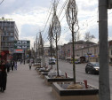 На проспекте Ленина в Туле начали сажать липы