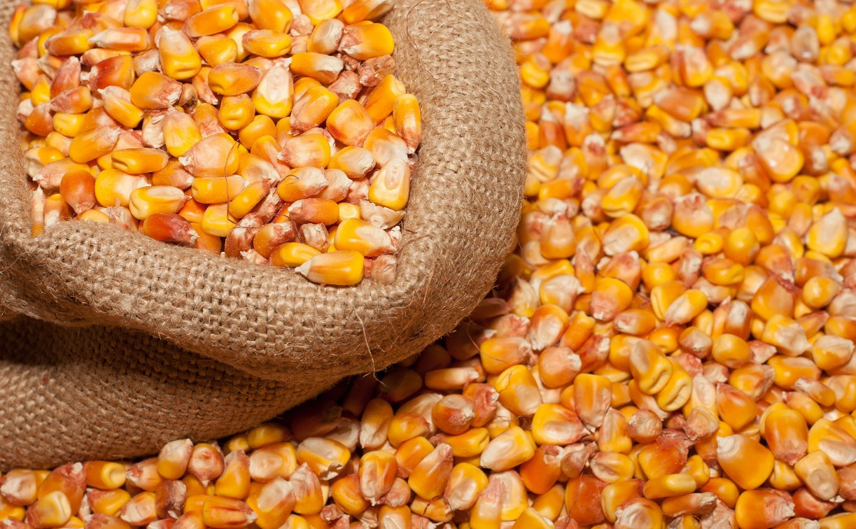 В Тульской области волосатый клещ испортил семь тонн кукурузы