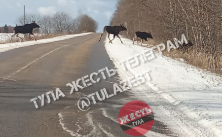 Жизнь Тулы и области