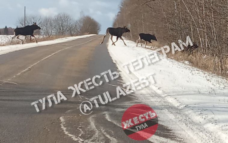 В Дубенском районе очевидцы заметили на дороге лосиное семейство 